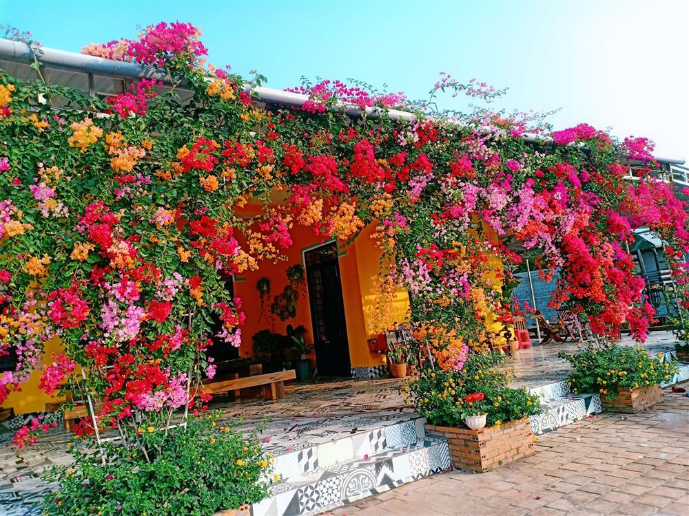 Vườn hoa giấy đẹp như cổ tích của chàng trai trẻ dành cả thanh xuân chăm sóc-1