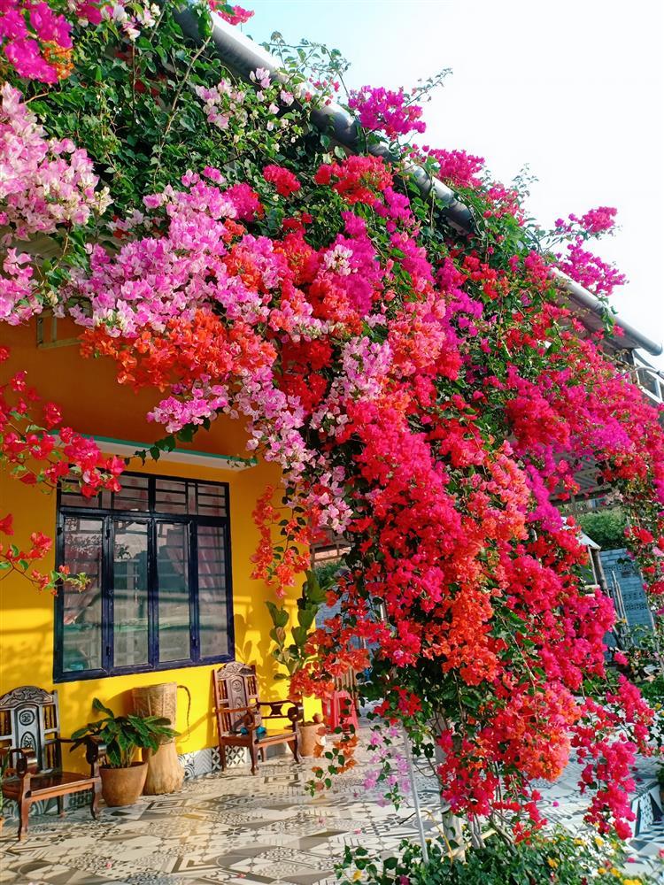 Vườn hoa giấy đẹp như cổ tích của chàng trai trẻ dành cả thanh xuân chăm sóc-2