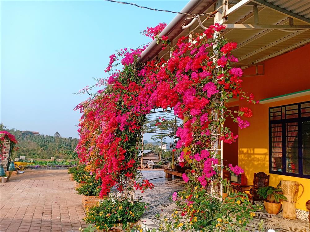 Vườn hoa giấy đẹp như cổ tích của chàng trai trẻ dành cả thanh xuân chăm sóc-3