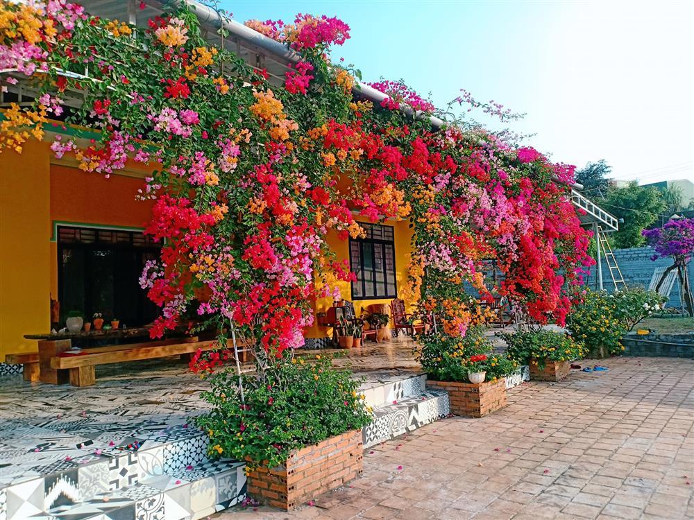 Vườn hoa giấy đẹp như cổ tích của chàng trai trẻ dành cả thanh xuân chăm sóc-4