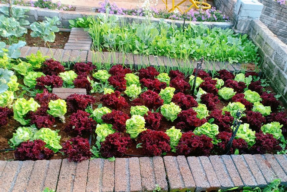 Vườn hoa giấy đẹp như cổ tích của chàng trai trẻ dành cả thanh xuân chăm sóc-11