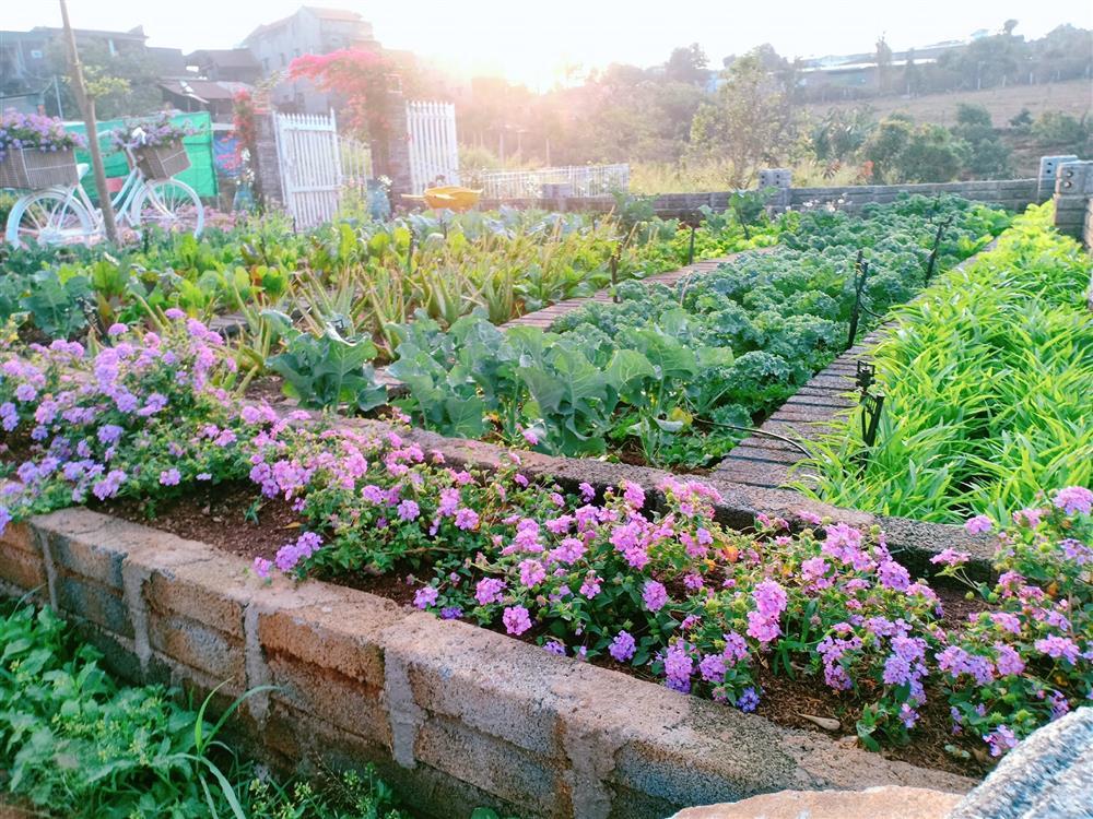 Vườn hoa giấy đẹp như cổ tích của chàng trai trẻ dành cả thanh xuân chăm sóc-12