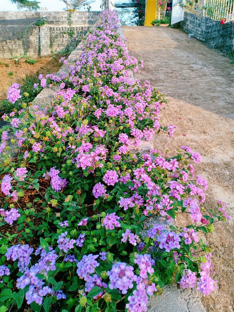 Vườn hoa giấy đẹp như cổ tích của chàng trai trẻ dành cả thanh xuân chăm sóc-13