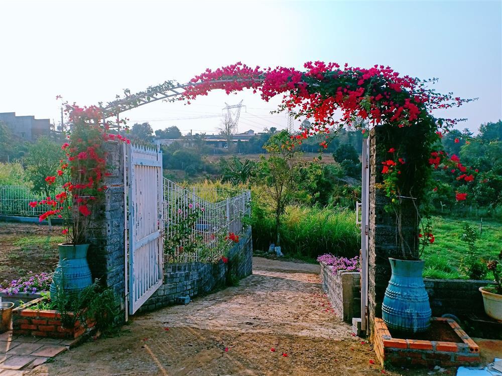 Vườn hoa giấy đẹp như cổ tích của chàng trai trẻ dành cả thanh xuân chăm sóc-5