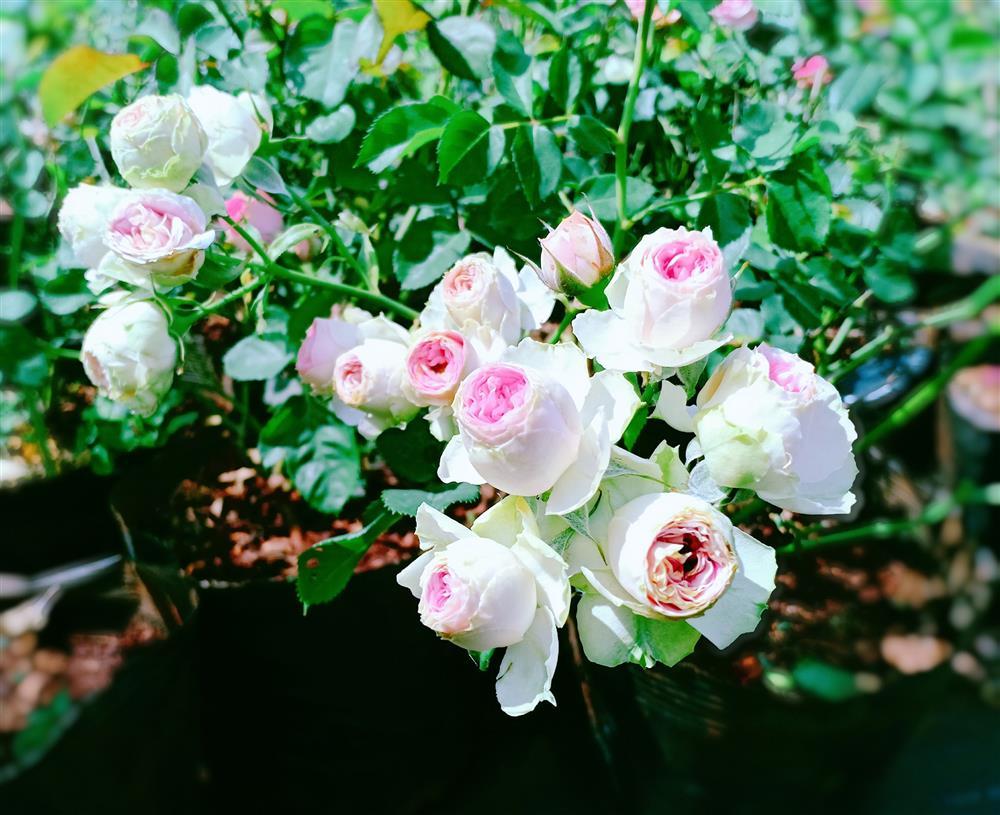 Vườn hoa giấy đẹp như cổ tích của chàng trai trẻ dành cả thanh xuân chăm sóc-9