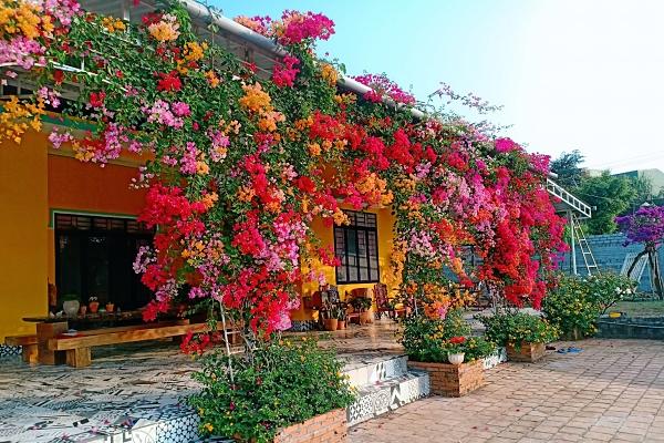 Đảo hoa Kon Trang Long Loi - Có nơi nào đẹp hơn?-8