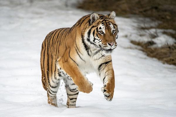 Top 3 con giáp thoát họa tiểu nhân và vận đen đeo bám-3