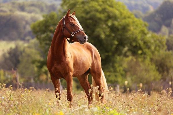 Top 3 con giáp thoát họa tiểu nhân và vận đen đeo bám-2