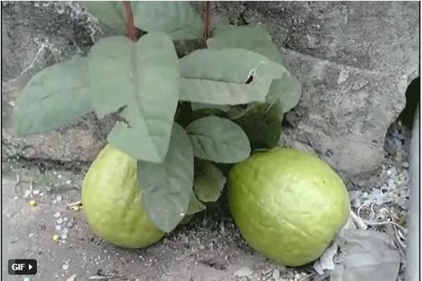 Điêu khắc khúc giò thành hình con lợn, cô gái được dân mạng khen hết lời-8