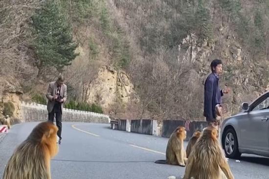 Cảnh đàn khỉ vàng xuống đường tìm thức ăn ở Trung Quốc