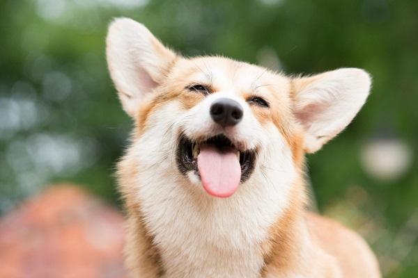 5 điềm lành xuất hiện báo hiệu gia chủ sắp phát tài-2