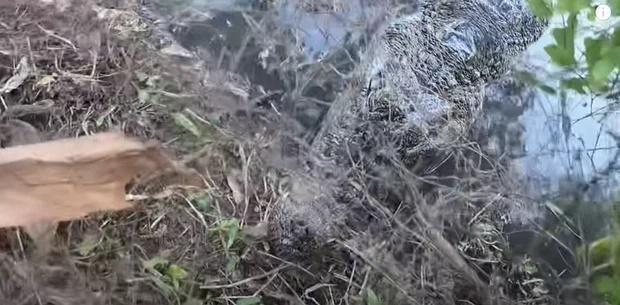 Nhóm thanh niên Hải Phòng ăn đá tảng vì đăng clip ngược đãi cá sấu-3