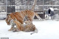 Con hổ 8 tháng tuổi ở Nga nổi tiếng vì phát ra âm thanh lạ