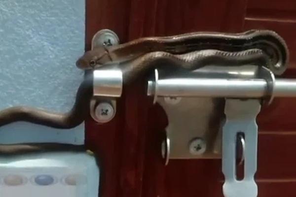 Đang quét nhà bỗng rắn mọc chân rơi xuống, người sợ người khen-3