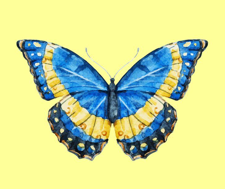 Con bướm bạn chọn sẽ tiết lộ những tính cách ẩn giấu bên trong con người bạn-4