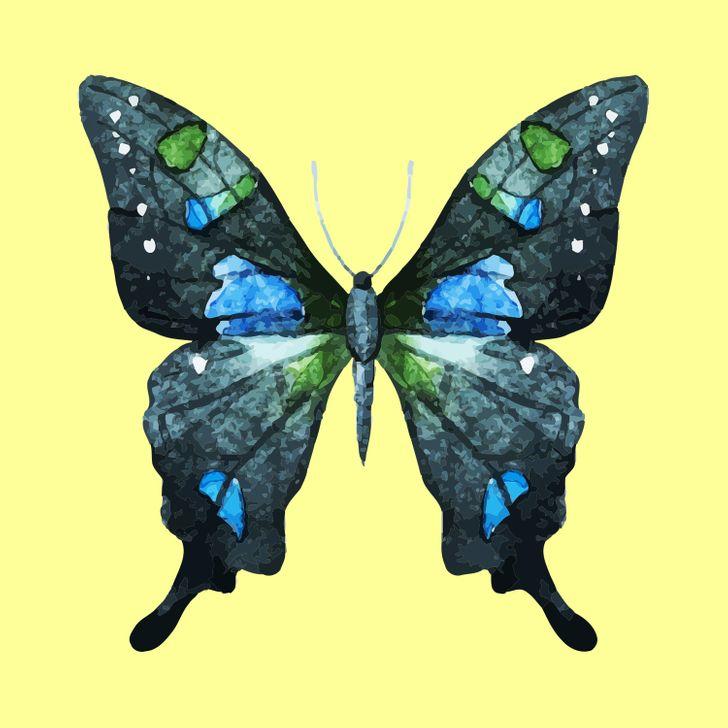 Con bướm bạn chọn sẽ tiết lộ những tính cách ẩn giấu bên trong con người bạn-5