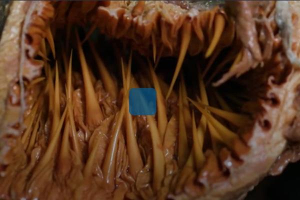 Rùa biển quý hiếm nặng 120 kg mắc lưới ngư dân Quảng Bình-2