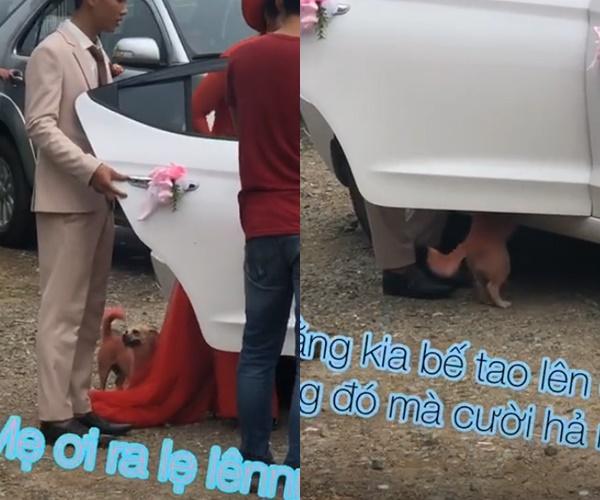 Clip: Chó con bị chủ bắt đi, chó mẹ có hành động khiến triệu người xúc động-1