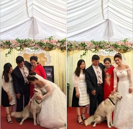 Clip: Chó con bị chủ bắt đi, chó mẹ có hành động khiến triệu người xúc động-2