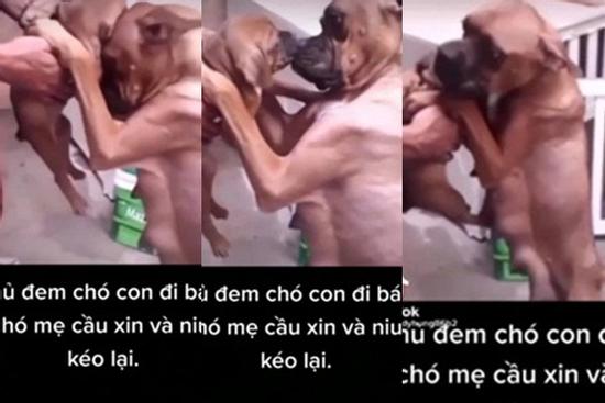 Clip: Chó con bị chủ bắt đi, chó mẹ có hành động khiến triệu người xúc động