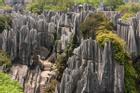 Khu rừng đá vôi 270 triệu năm tuổi