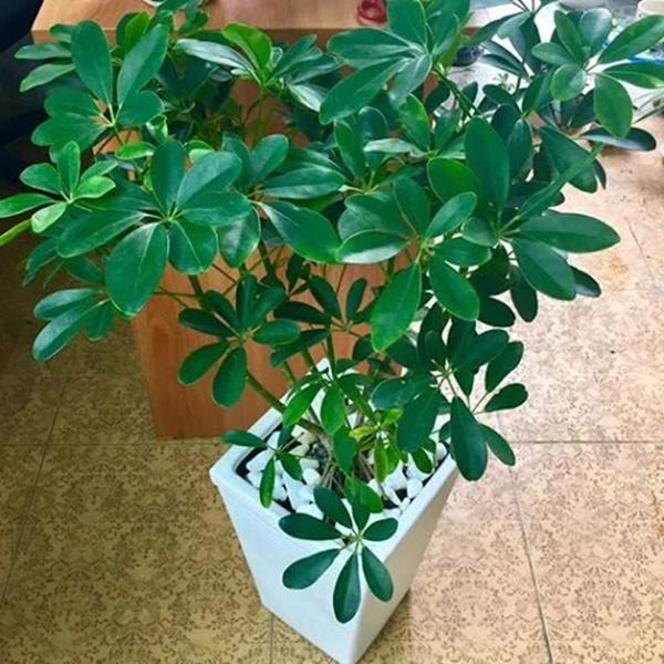 10 loại cây trồng trước nhà, tài lộc rầm rộ kéo tới, gia chủ làm ăn ngày càng vượng phát-2