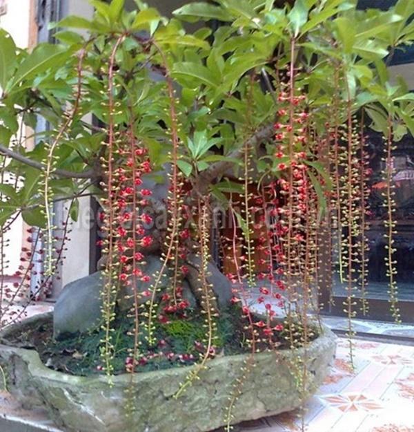 10 loại cây trồng trước nhà, tài lộc rầm rộ kéo tới, gia chủ làm ăn ngày càng vượng phát-3