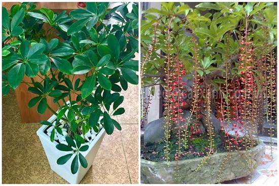 10 loại cây trồng trước nhà, tài lộc rầm rộ kéo tới, gia chủ làm ăn ngày càng vượng phát