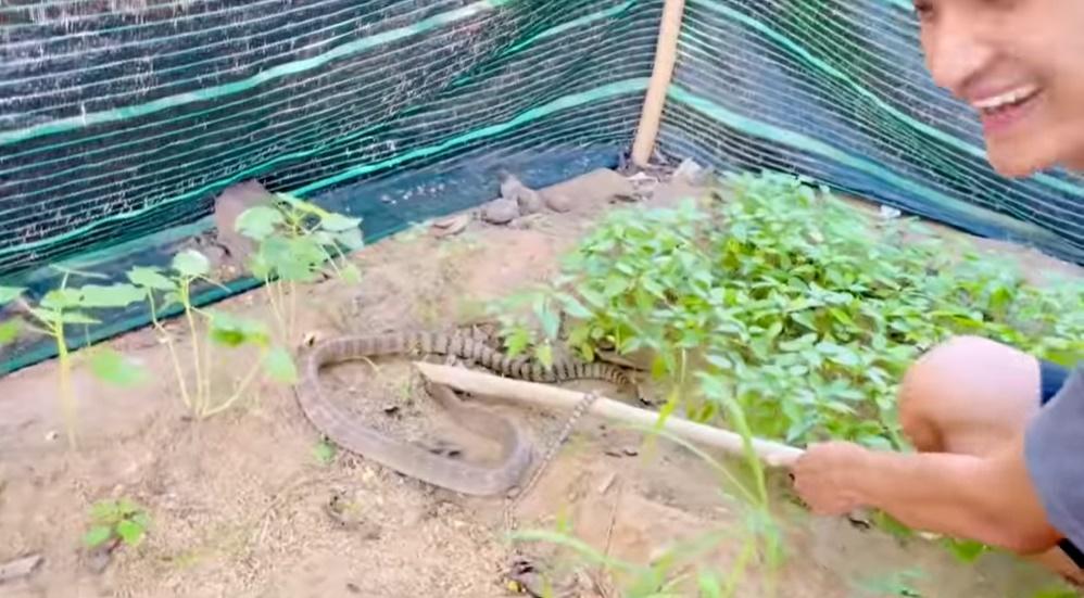 Hàng xóm vây kín biệt thự 50 tỷ xem Mạc Văn Khoa bắt rắn-1