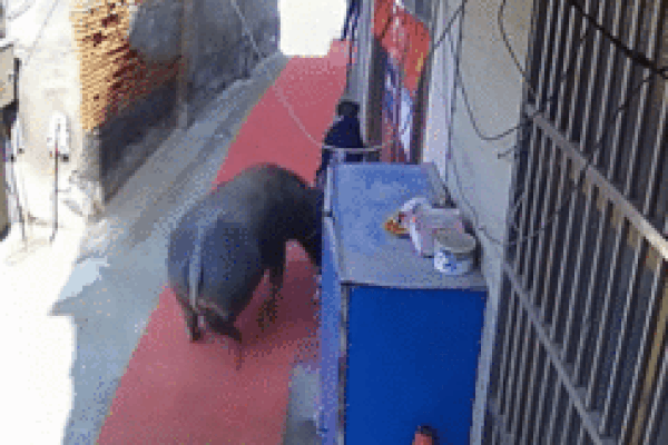 Clip: Trâu 'điên' tấn công người, cảnh sát nổ súng bắn hạ