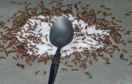 Phát điên vì đàn kiến xâm chiếm lọ đường, đây là 4 cách cực hay để đuổi khéo chúng đi-1