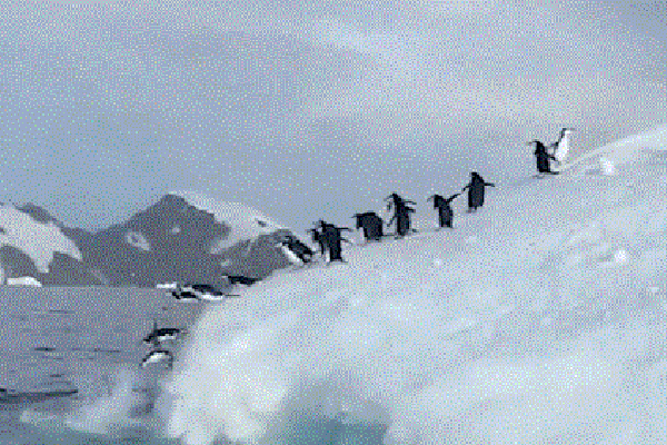 Chim cánh cụt đua nhau nhảy xuống biển từ tảng băng trôi