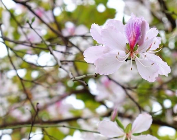 Ít ai biết loài hoa mà chị em kéo nhau đi check-in lại có thể làm ra được nhiều món ngon đến vậy-2