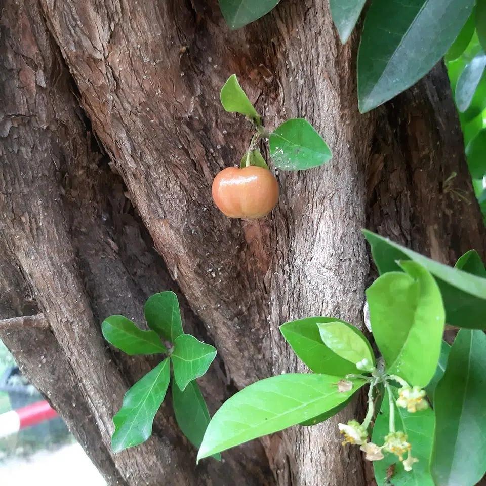 Series quả roi ngang ngược mọc bất quy tắc khiến gia chủ chỉ lo chăm chứ chẳng dám ăn-5