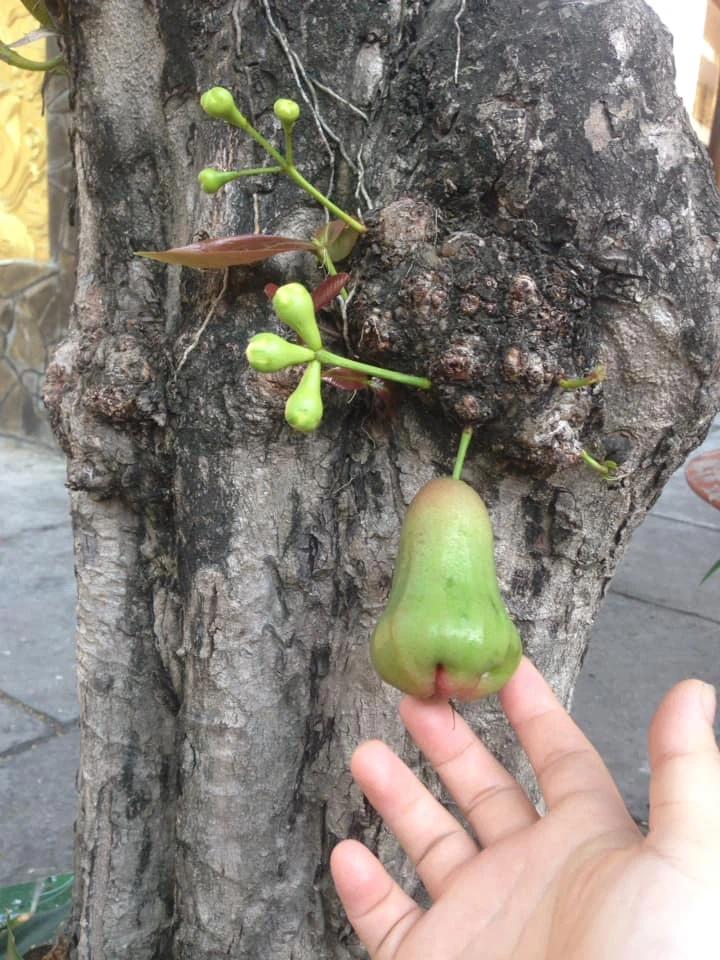 Series quả roi ngang ngược mọc bất quy tắc khiến gia chủ chỉ lo chăm chứ chẳng dám ăn-7