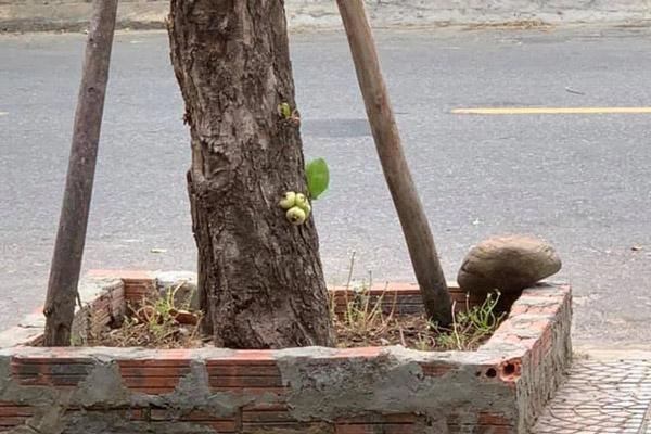 Ăn roi nhiều lợi ích nhưng phải lưu ý kẻo rước bệnh vào thân-3