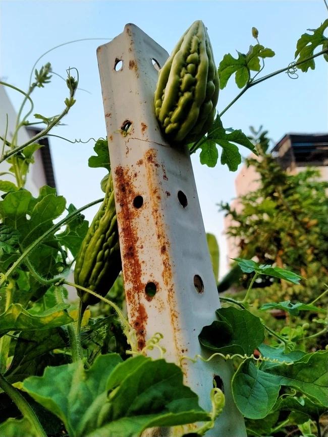 Cạn lời với màn tự chui đầu vào rọ của trái mướp đắng-1