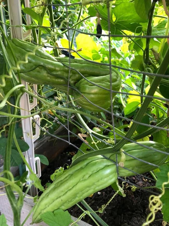 Cạn lời với màn tự chui đầu vào rọ của trái mướp đắng-2