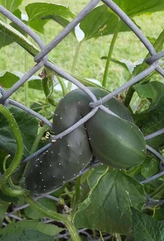 Cạn lời với màn tự chui đầu vào rọ của trái mướp đắng-3