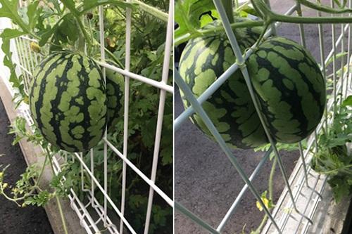 Cạn lời với màn tự chui đầu vào rọ của trái mướp đắng-6