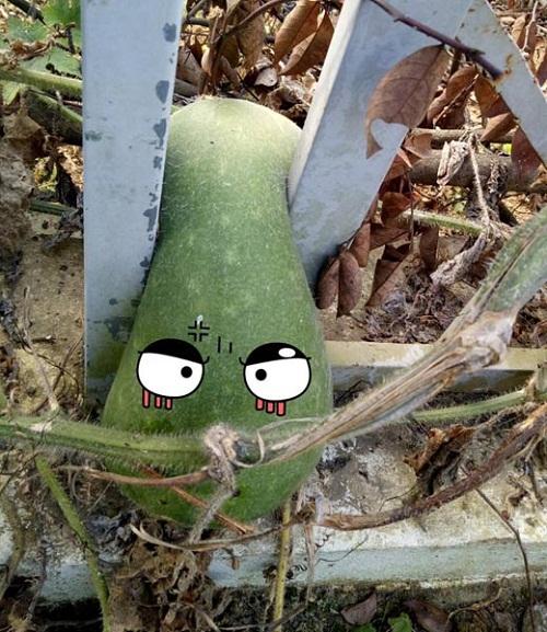 Cạn lời với màn tự chui đầu vào rọ của trái mướp đắng-7