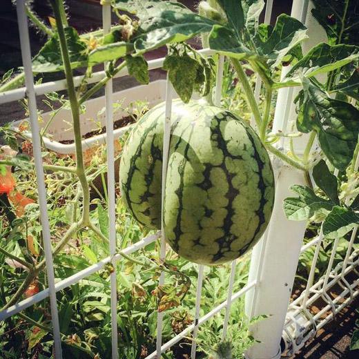 Cạn lời với màn tự chui đầu vào rọ của trái mướp đắng-8