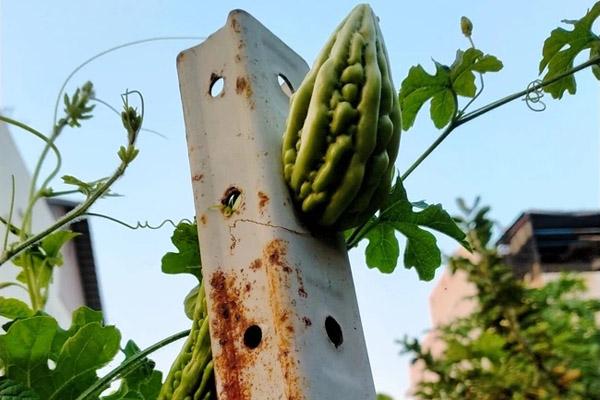 Cú lừa trắng trợn khi cắt khúc giò từ Tết, 9 phần vỏ, 1 phần giò-9