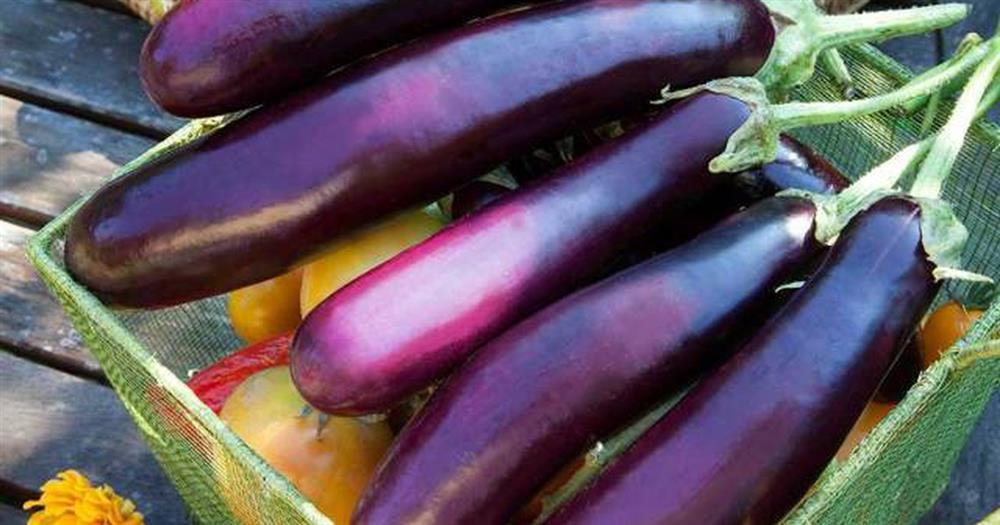 5 thực phẩm đắng nhưng giã tật, giúp bạn đẩy lùi hàng loạt căn bệnh nguy hiểm-4