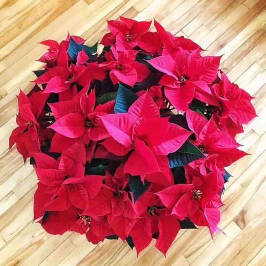 Người mệnh hỏa nên trồng 1 trong 5 loại cây này trong nhà để hút tài lộc quanh năm-5