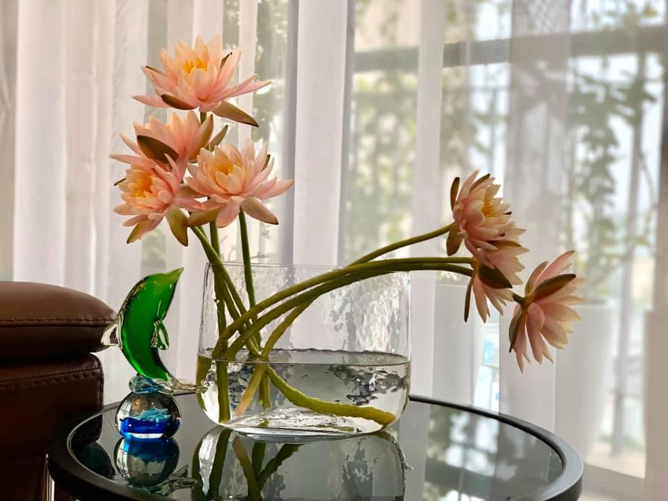 Mê mẩn vườn súng nở rực rỡ trong không gian sống của mẹ Hà Nội-7