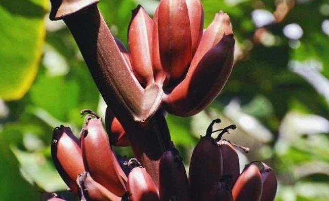 Loại chuối mới lạ có công dụng vượt trội hơn cả chuối vẫn ăn hàng ngày-4