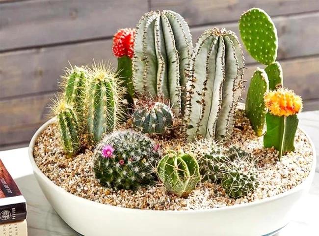 4 loại cây khắc tinh Thần Tài chớ dại đặt trong nhà kẻo hung tinh đeo bám-2