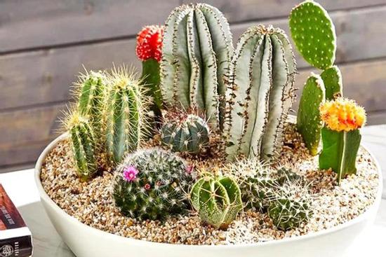 4 loại cây 'khắc tinh' Thần Tài chớ dại đặt trong nhà kẻo hung tinh đeo bám