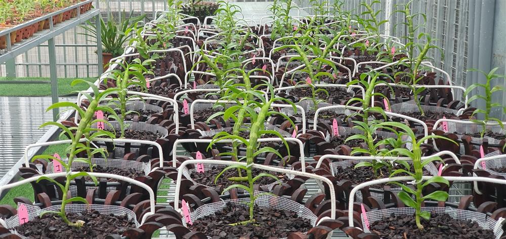 Vườn lan nghìn chậu của ‘bóng hồng’ 8X Bắc Ninh-5